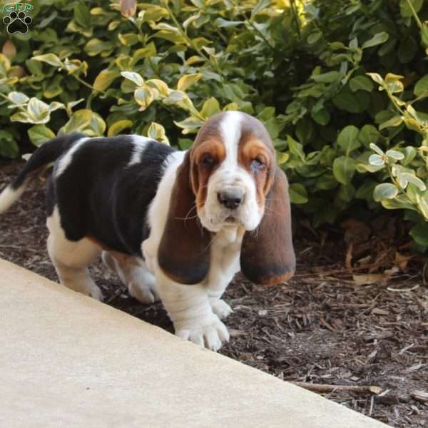 Molly, Basset Hound Puppy